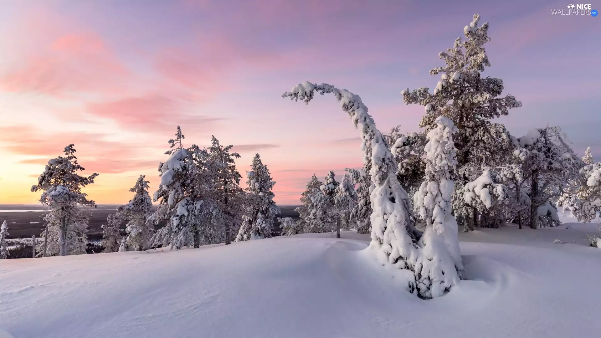 Hill, Lapland, Riisitunturi National Park, trees, Sunrise, Finland, Municipality of Posio, viewes, Snowy, winter