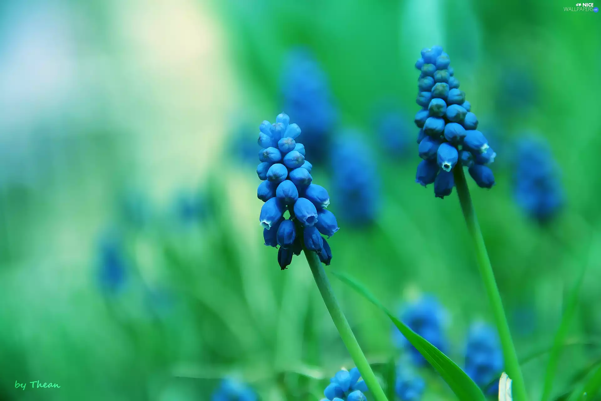 Muscari, Flowers, bells