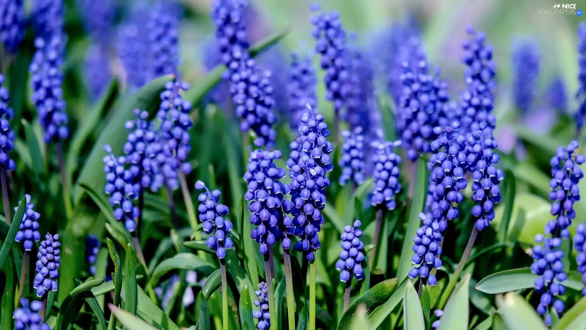 Muscari, Blue, Flowers