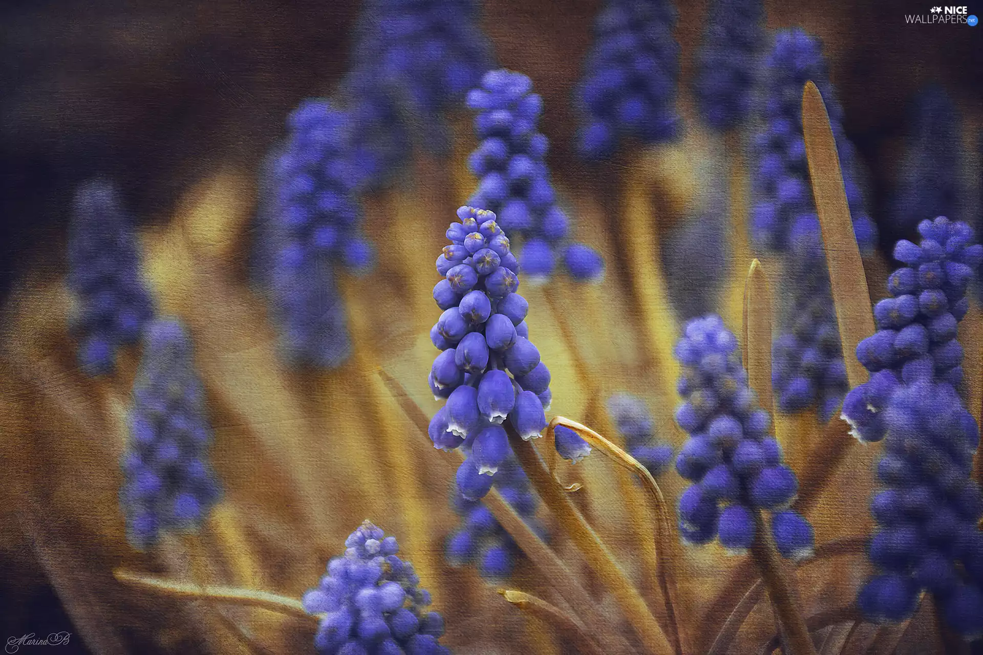 Graphic Effect, Flowers, Muscari