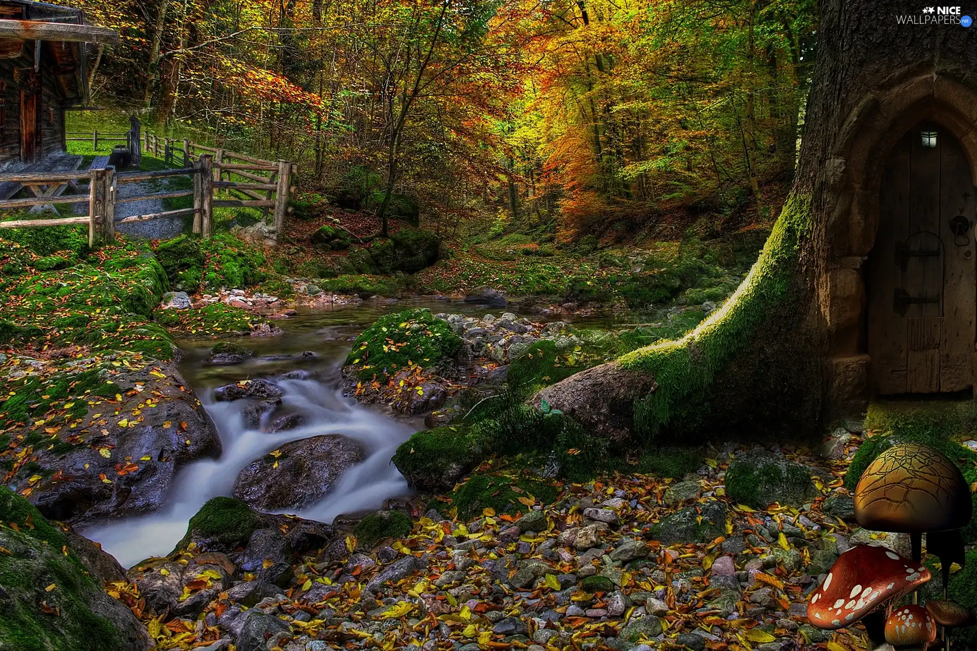 forest, trees, mushroom, stream