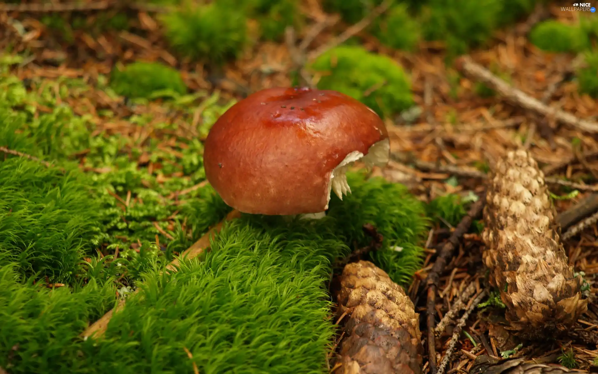 mushroom, cones, Moss