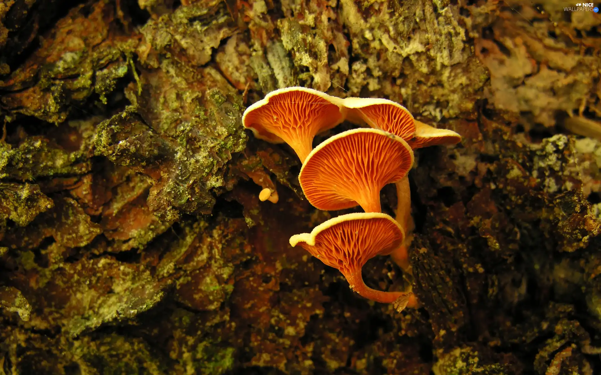 cork, mushrooms