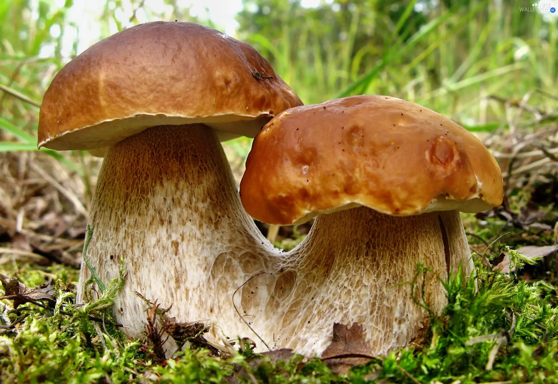 Boletus edulis, fused, mushrooms