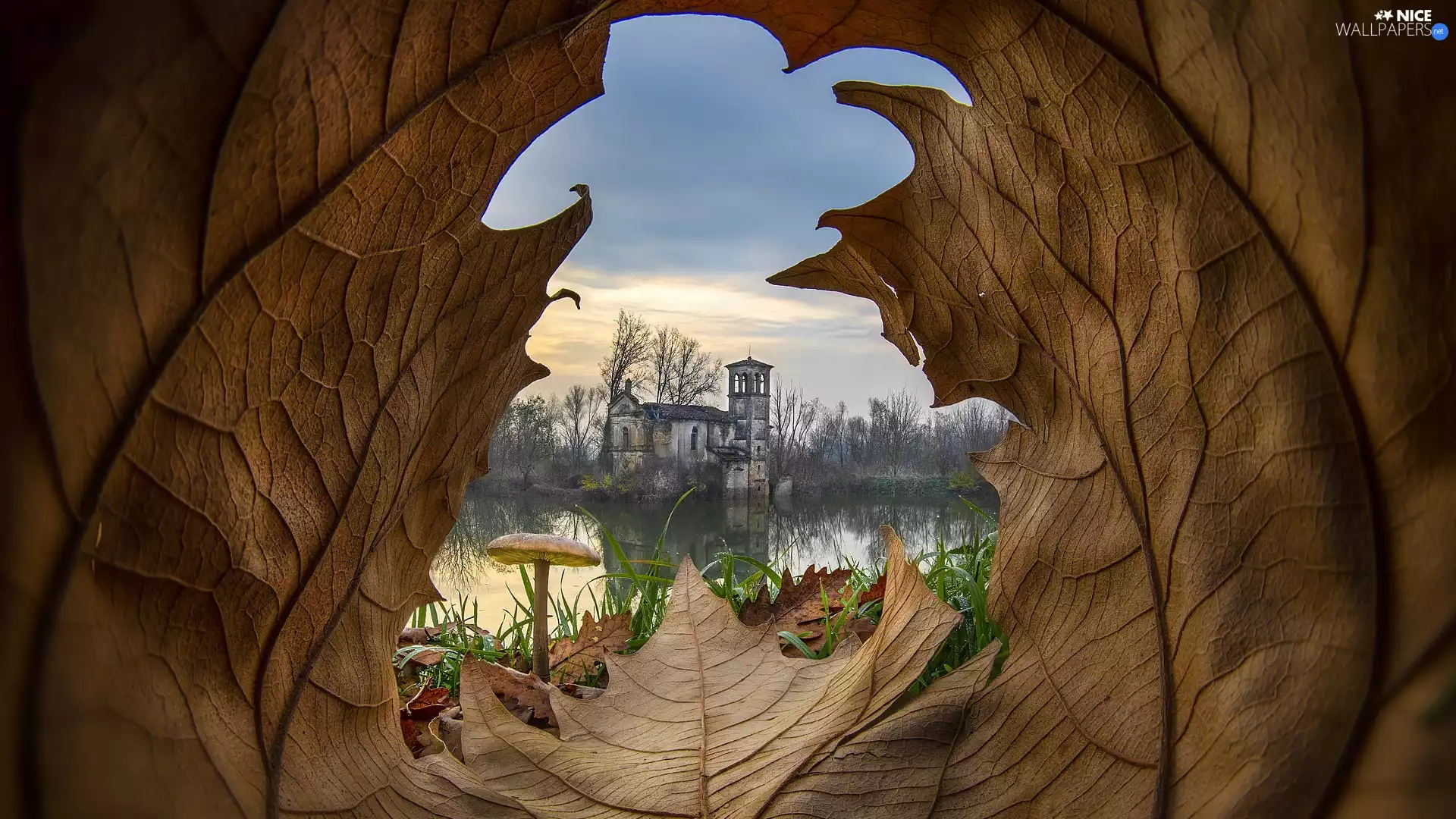 lake, Mushrooms, House, ruin, leaf