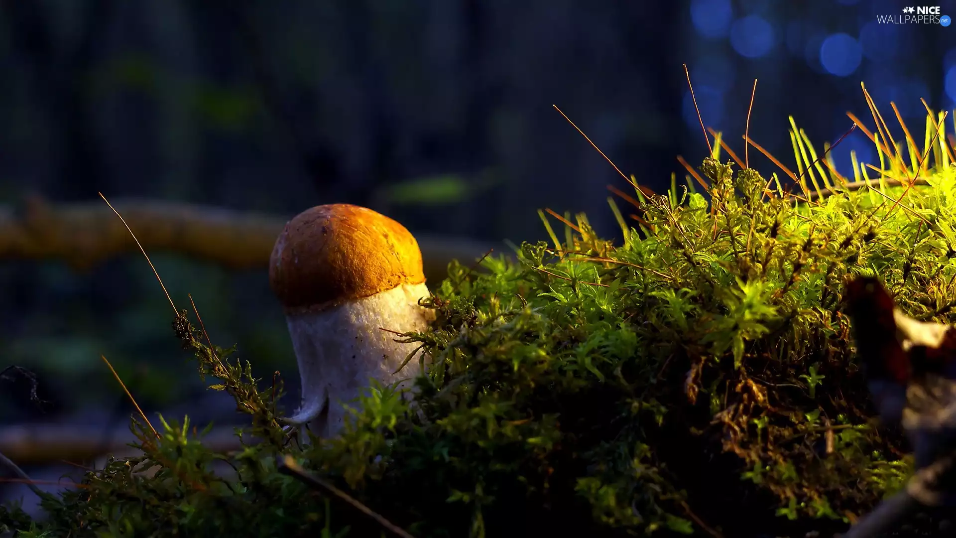Mushrooms, Moss