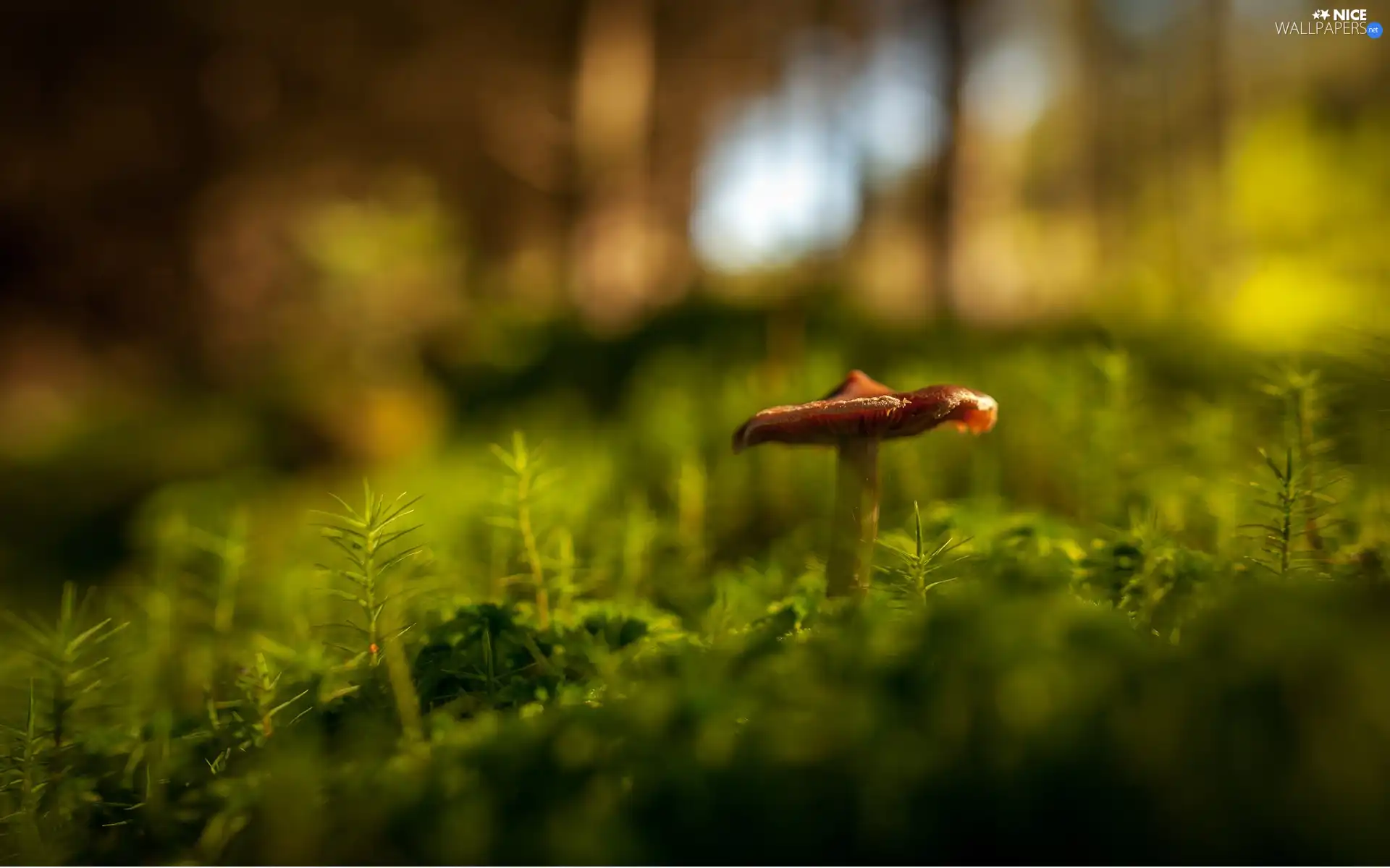 Moss, Mushrooms