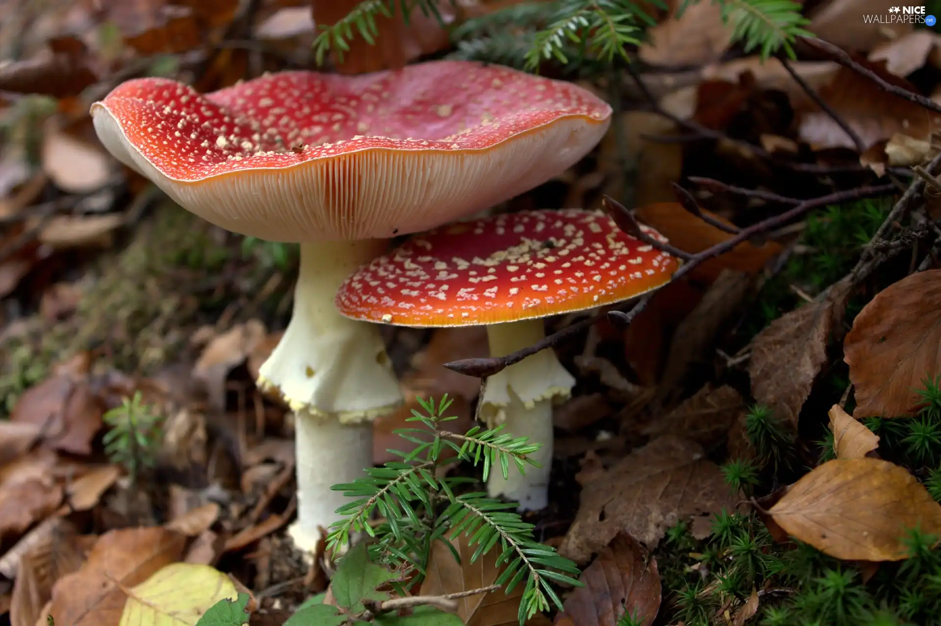 mushrooms, toadstool, Red