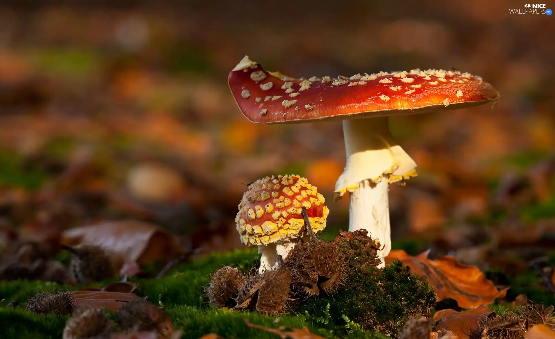 toadstools, Two cars, mushrooms