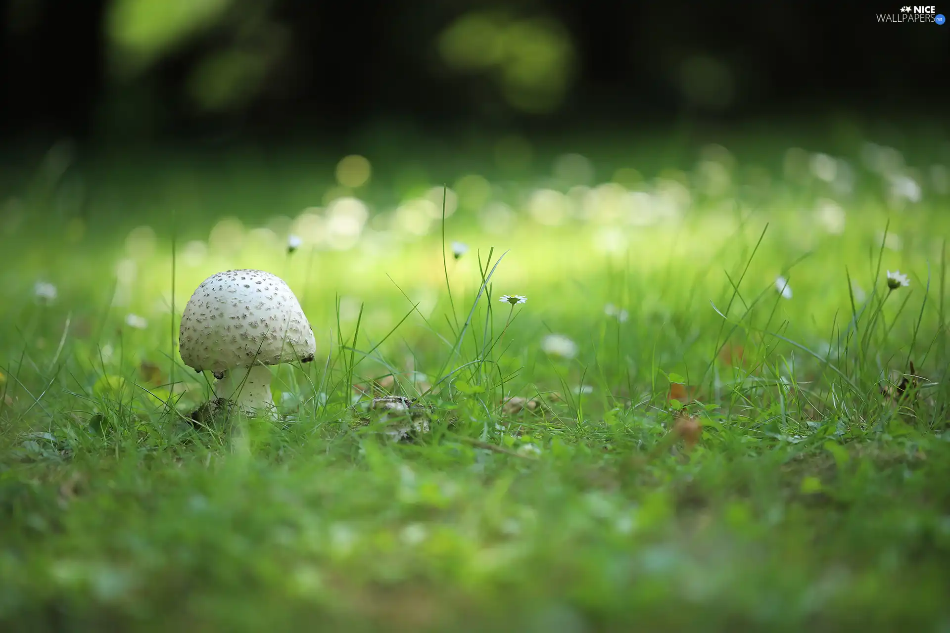 White, grass, daisies, Mushrooms
