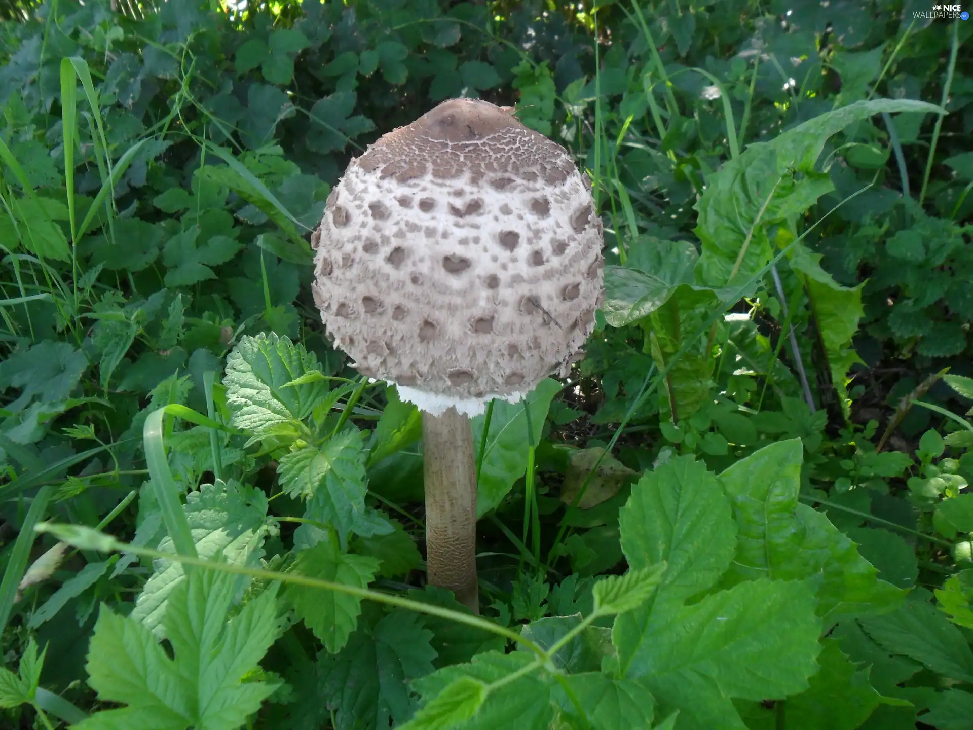 White, Mushrooms