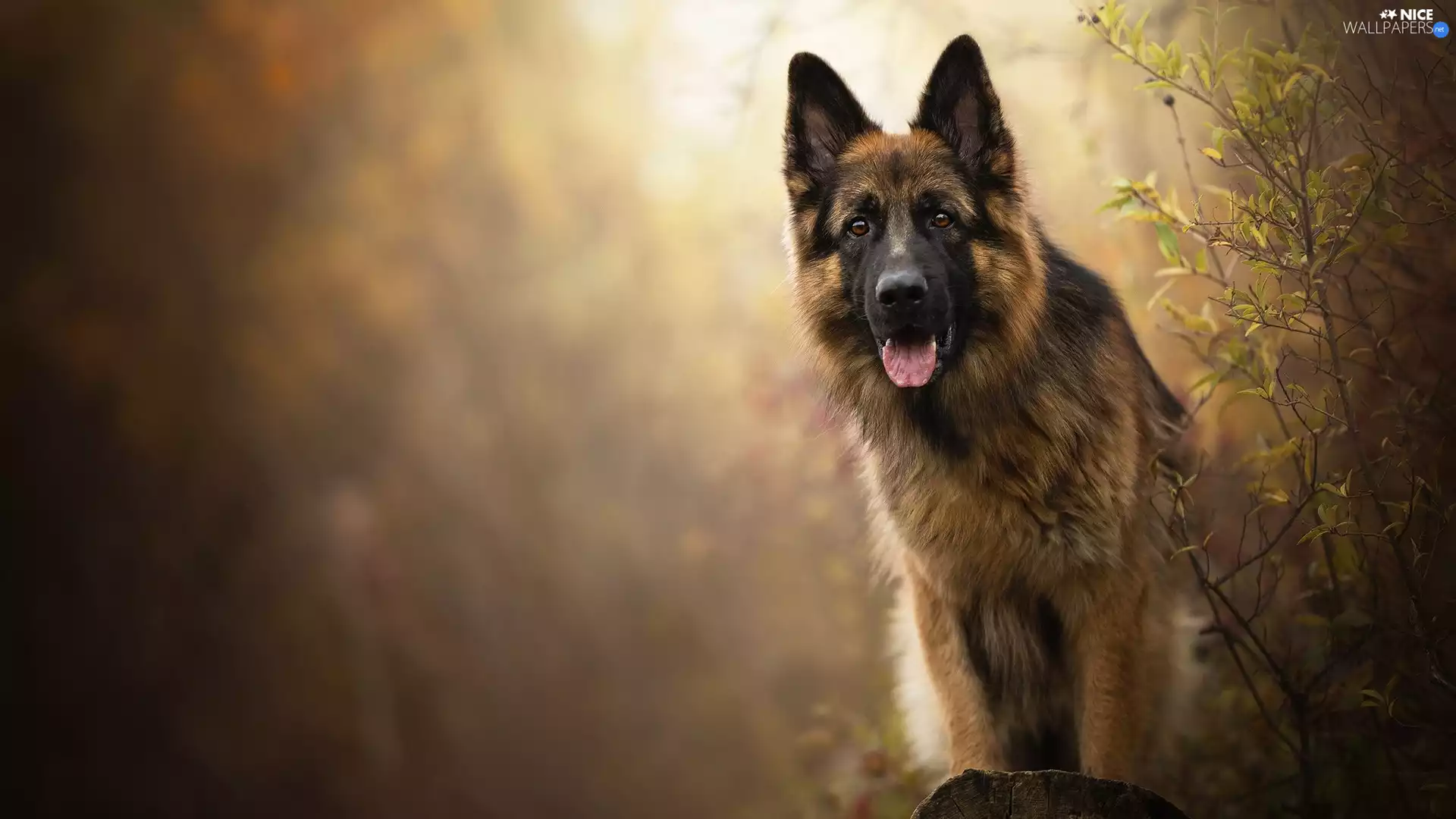 dog, muzzle, Bush, German Shepherd