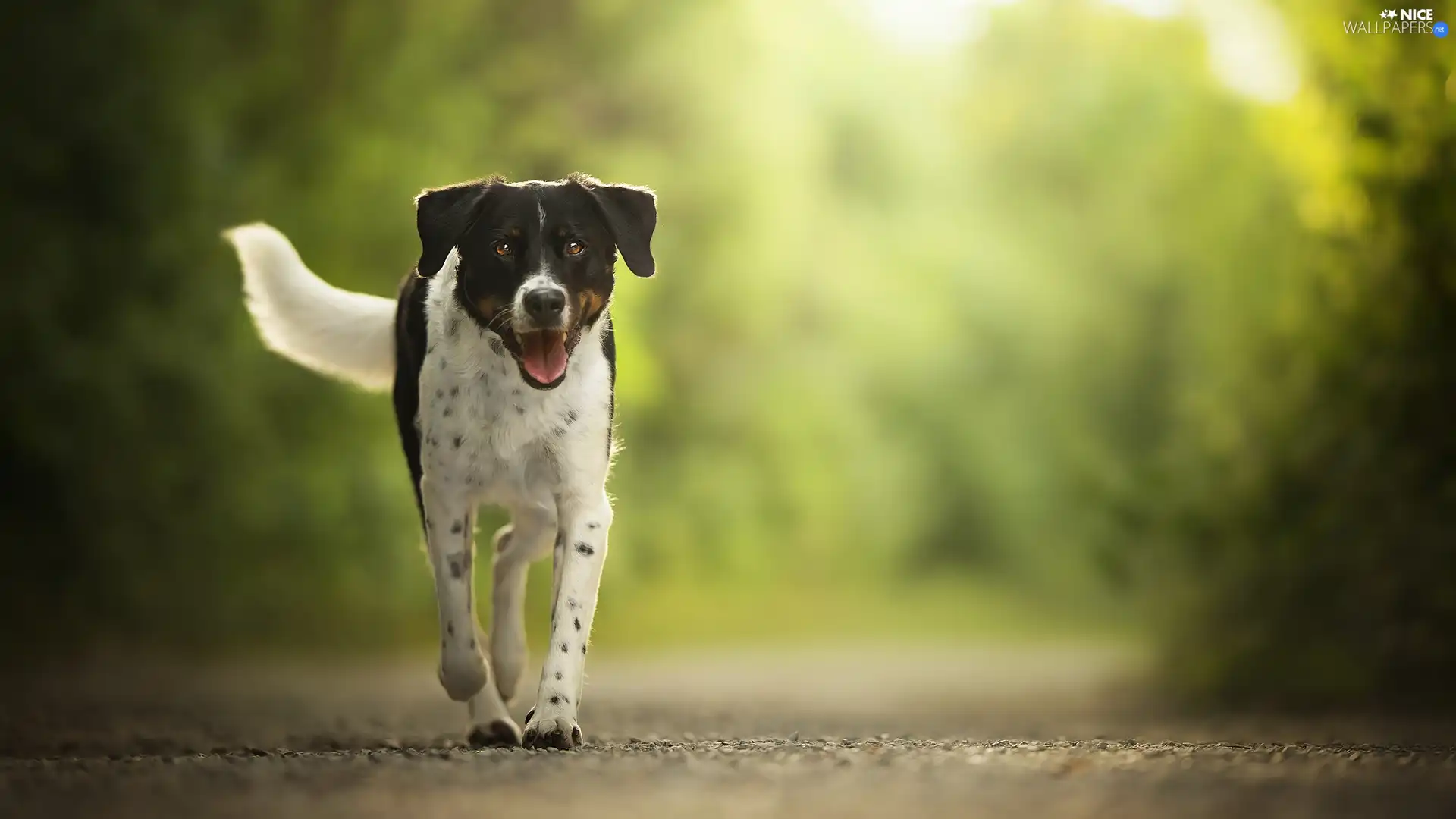 muzzle, running, dog