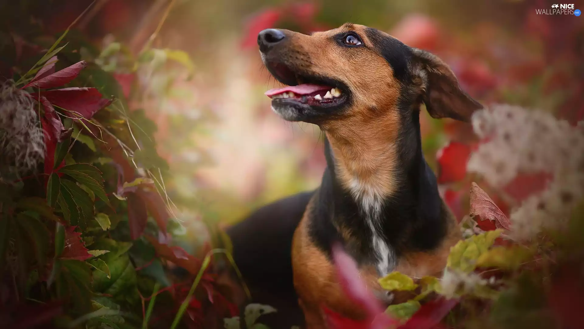 dog, Leaf, scrub, muzzle