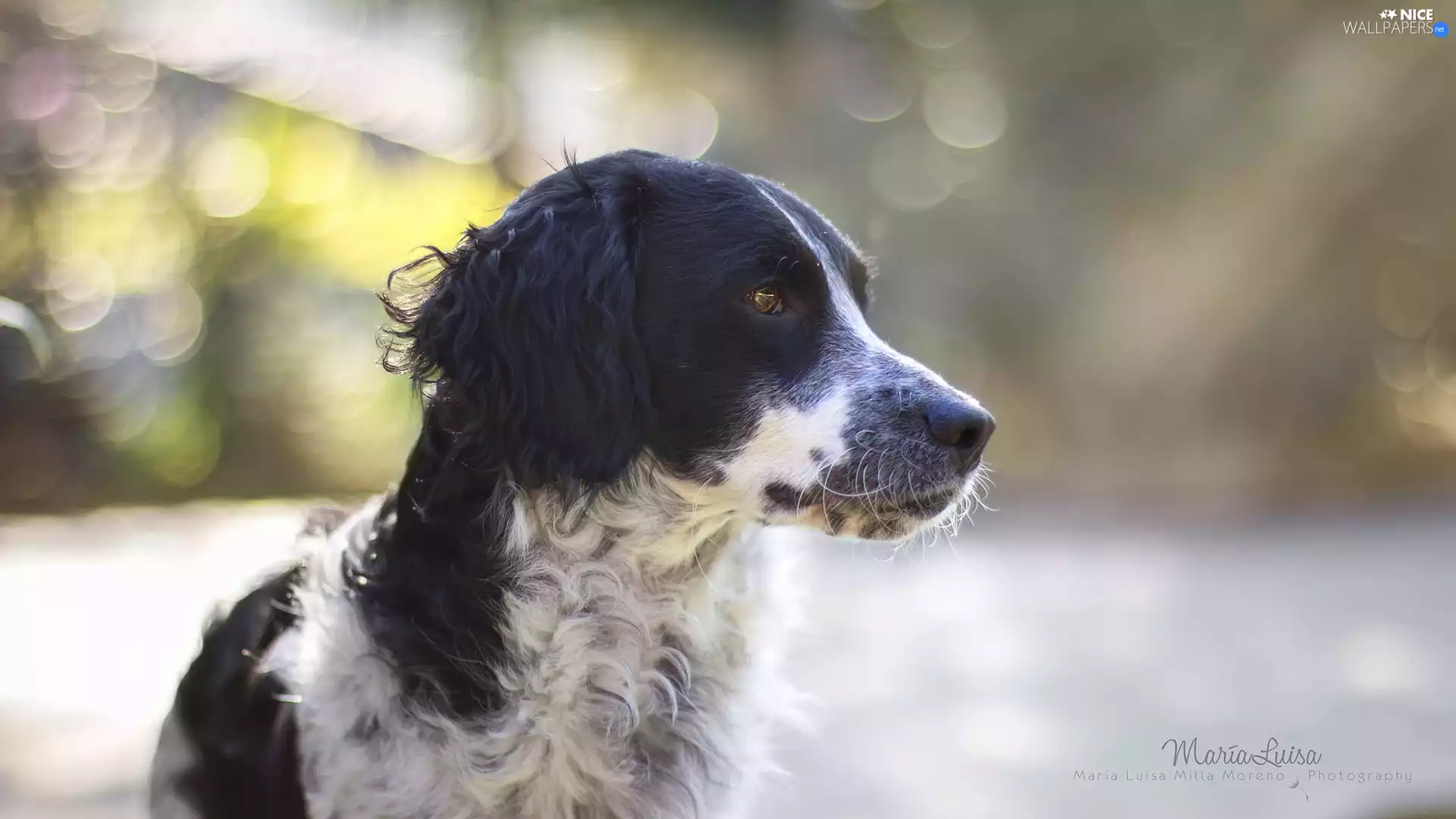 black and white, muzzle, Bokeh, dog