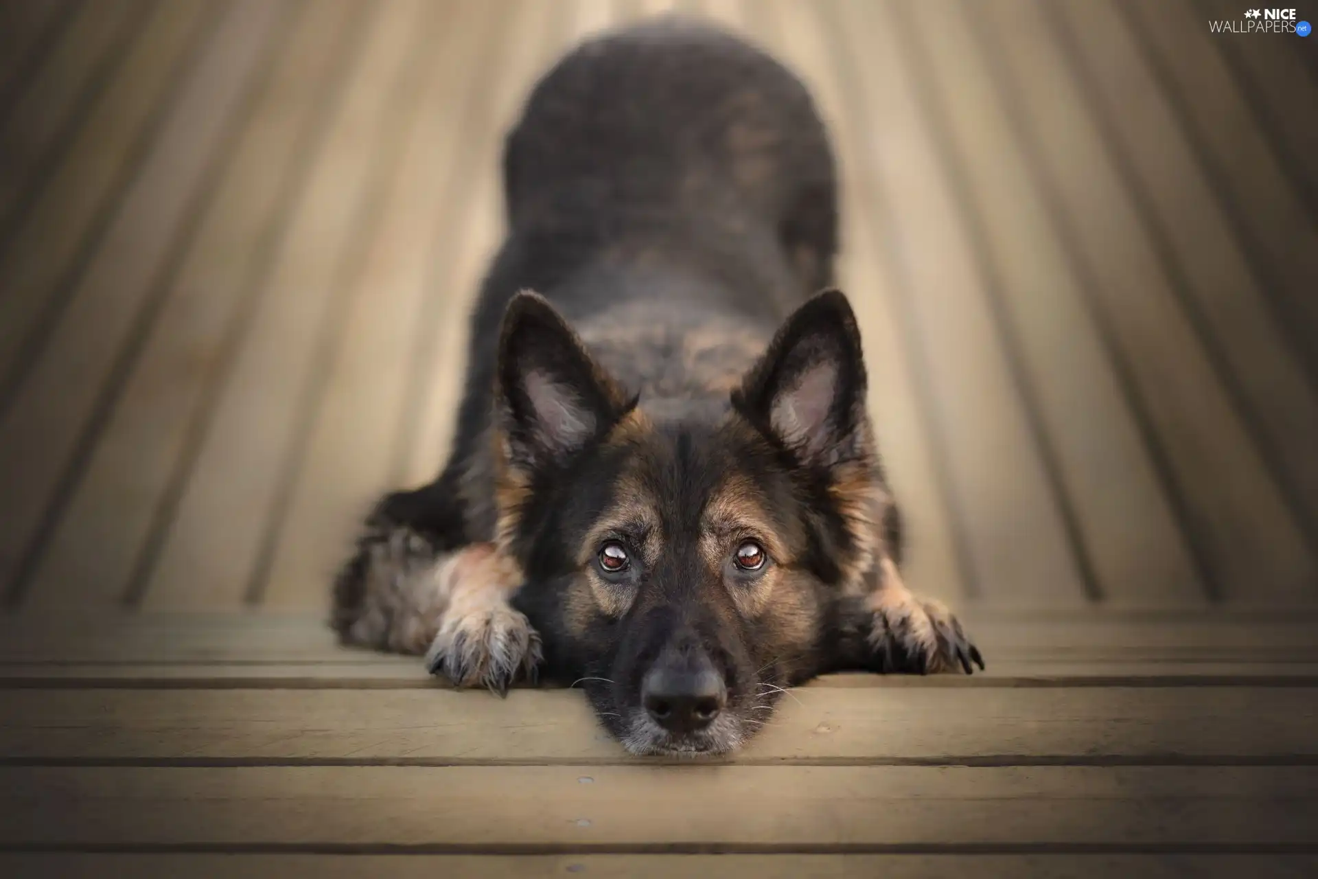 dog, muzzle, Eyes, German Shepherd