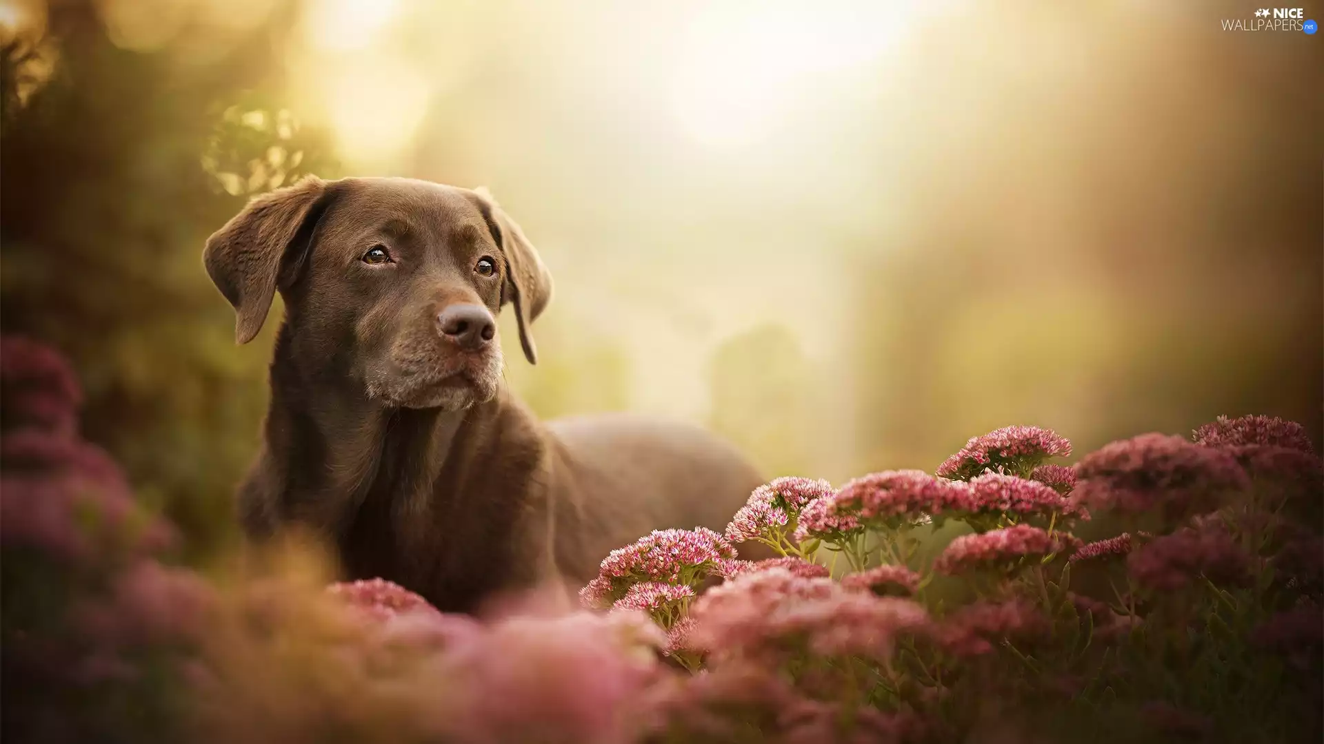 dog, muzzle, Flowers, Labrador Retriever