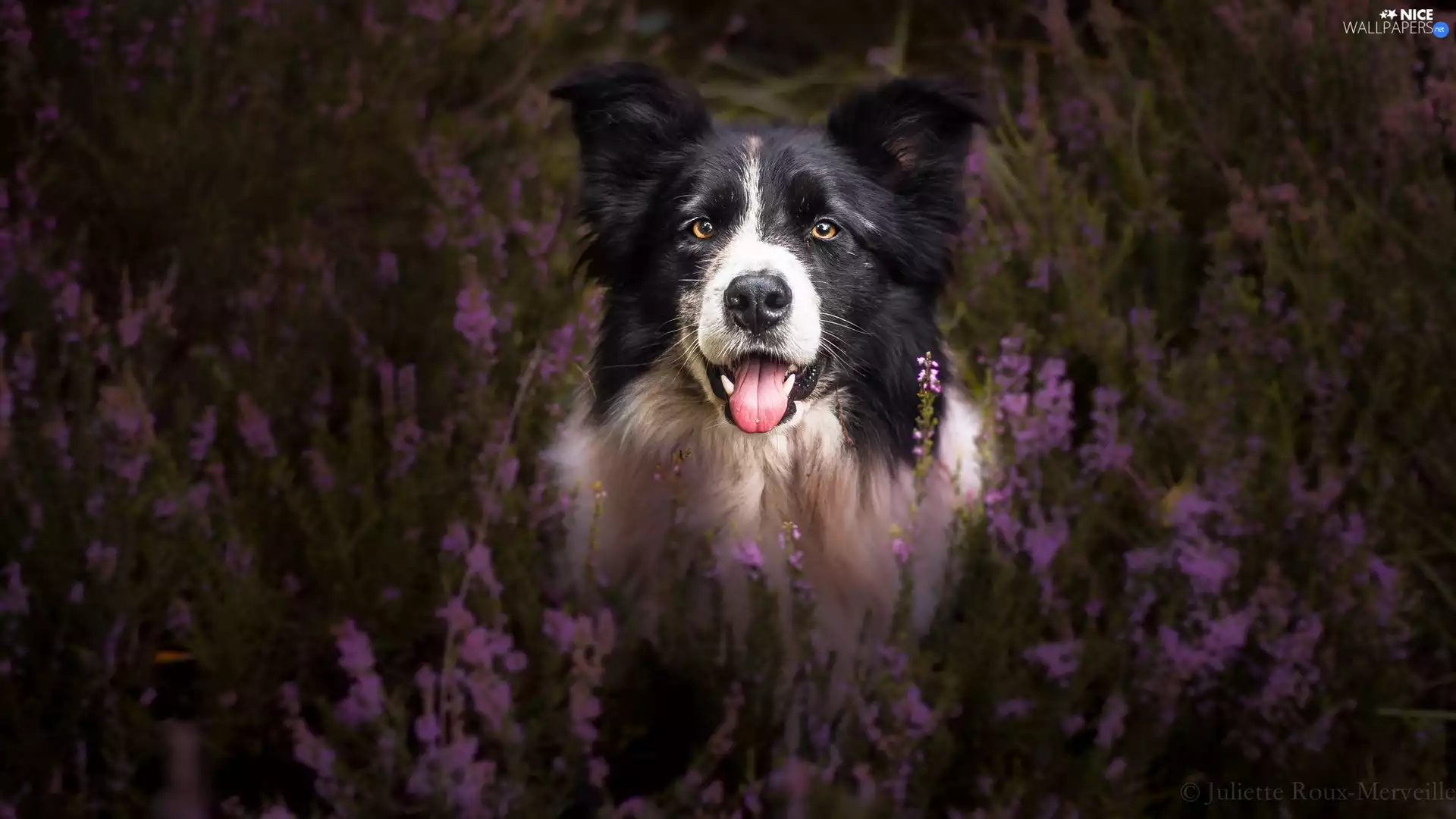 dog, muzzle, heathers, Border Collie