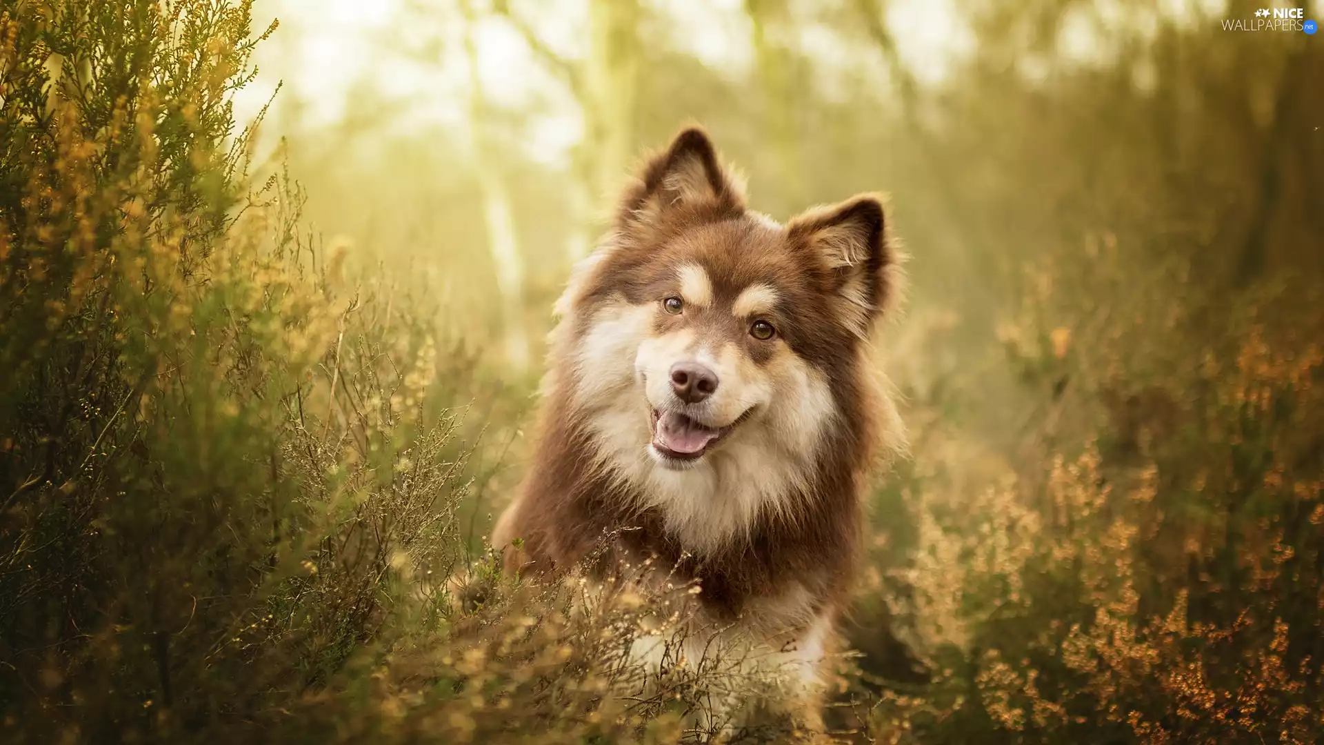 dog, muzzle, heathers, Finnish Lapphund