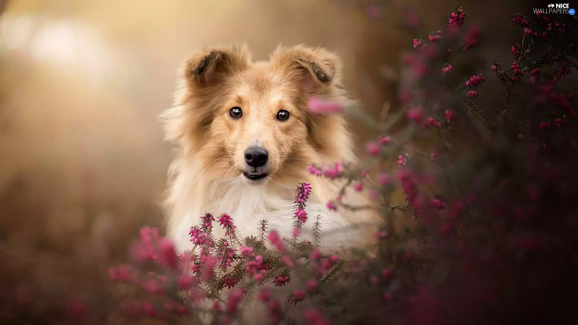 dog, muzzle, heathers, shetland Sheepdog