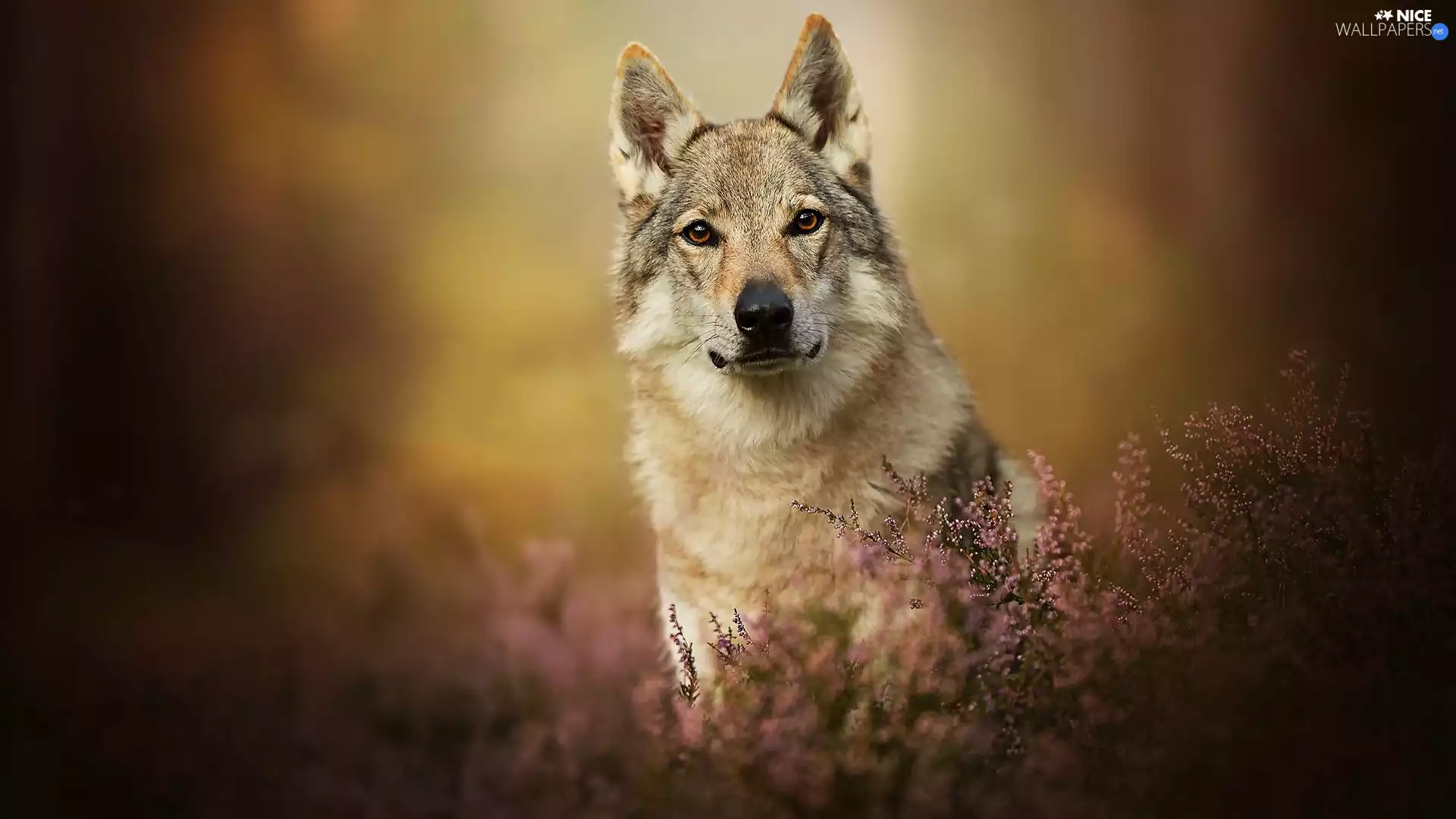 dog, muzzle, heathers, Czechoslovakian Wolfdog