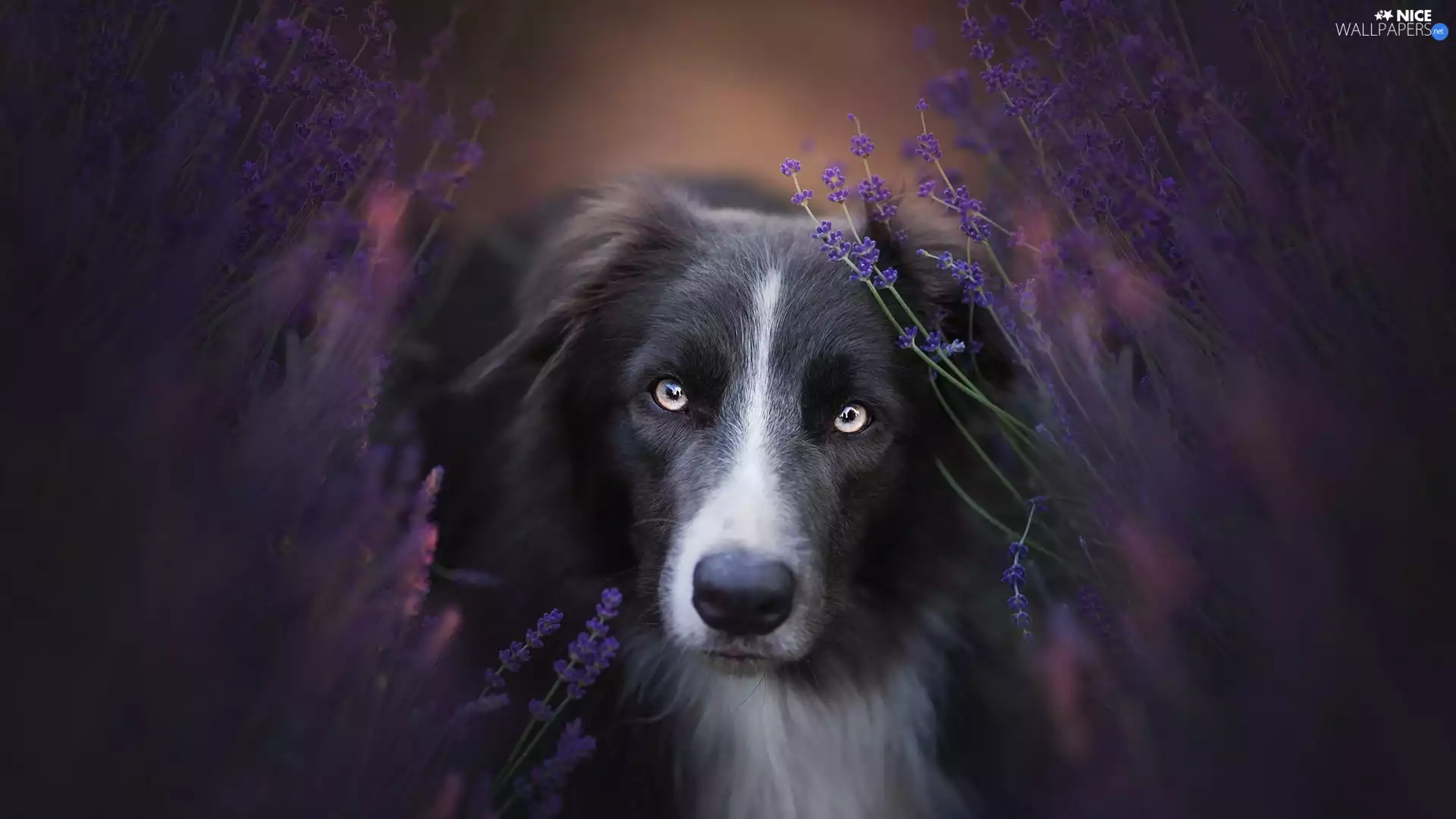 dog, muzzle, lavender, Border Collie