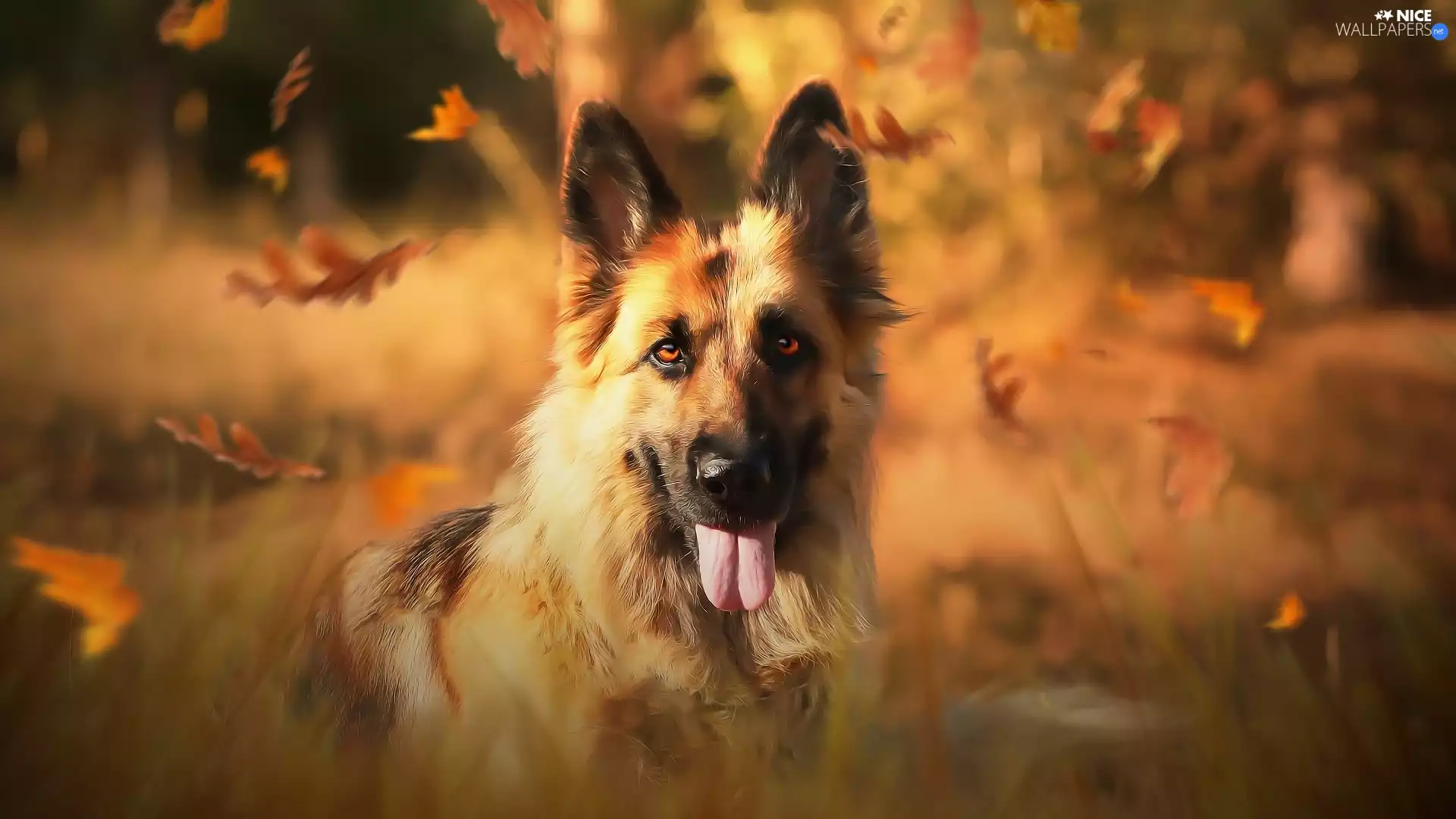 dog, muzzle, Leaf, German Shepherd
