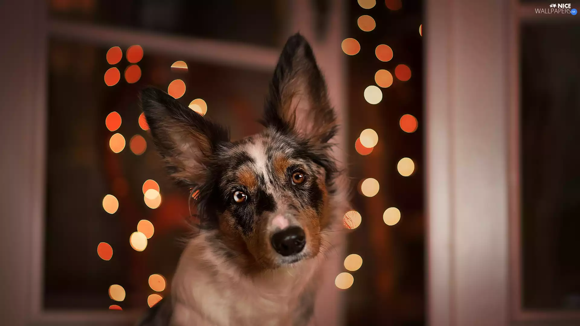 dog, muzzle, lights, Border Collie