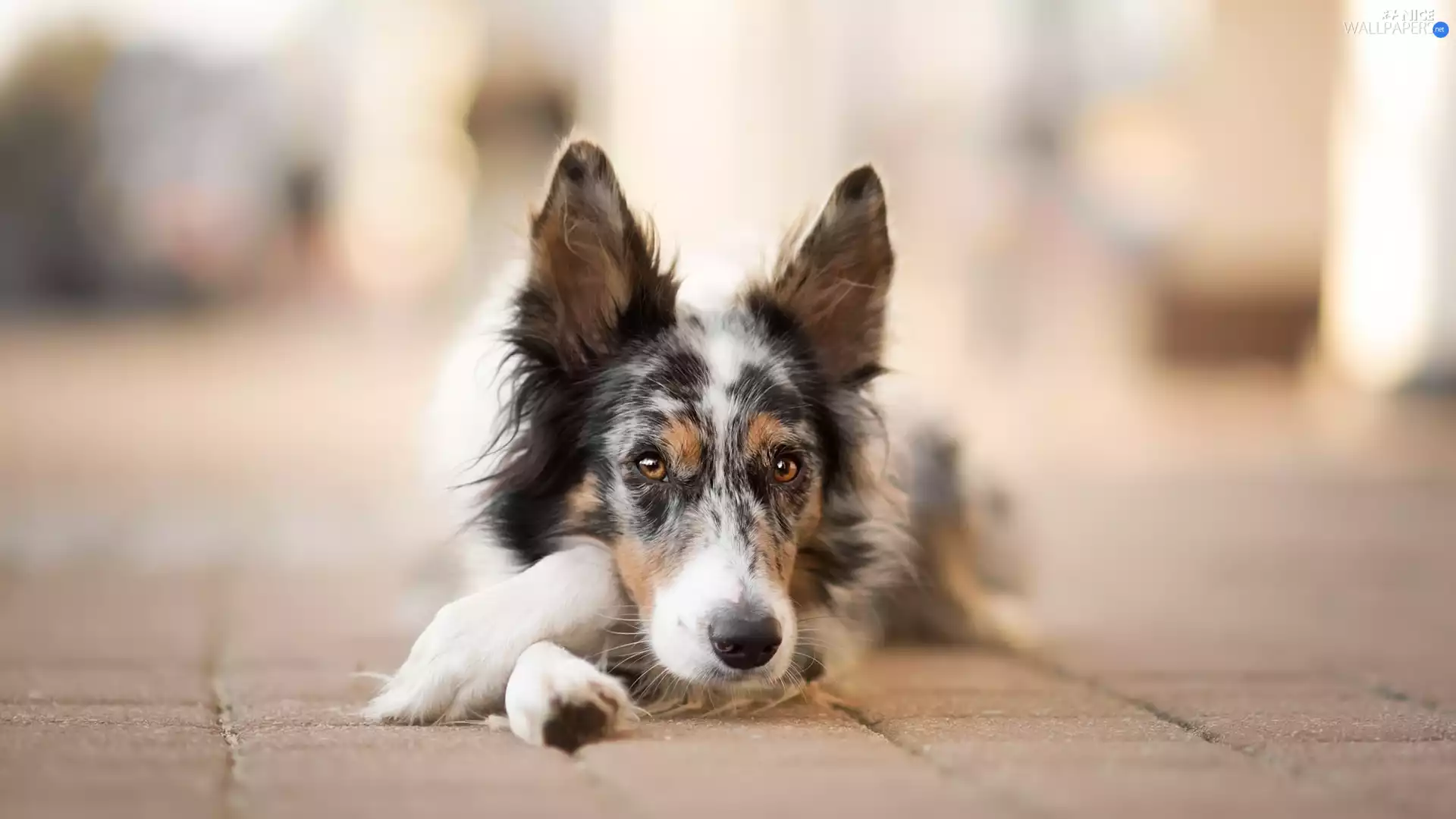 dog, muzzle, Pavement, Border Collie