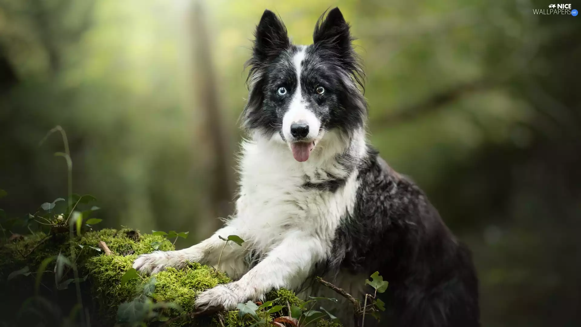 dog, muzzle, Plants, Border Collie