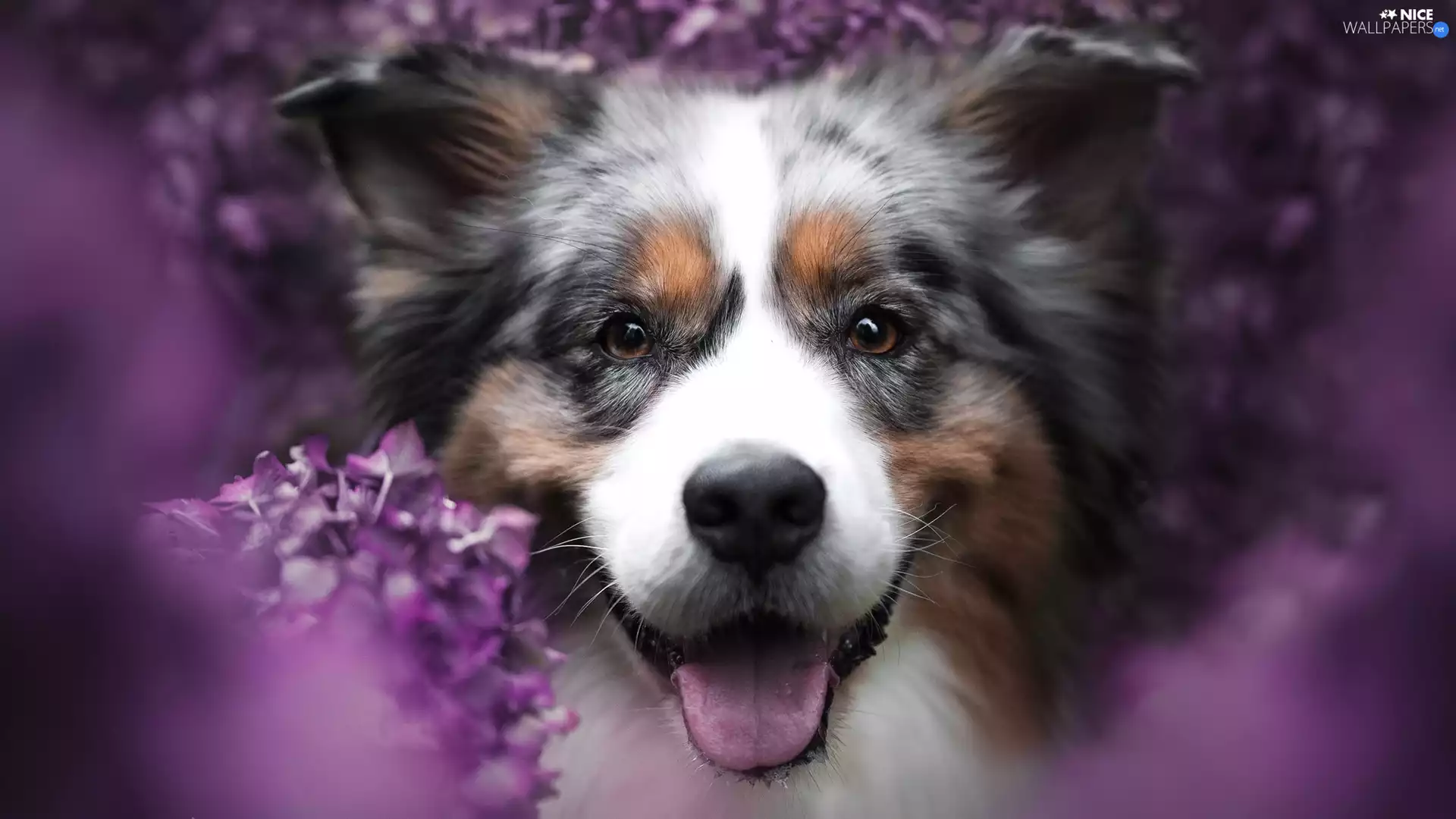 dog, muzzle, rapprochement, Australian Shepherd