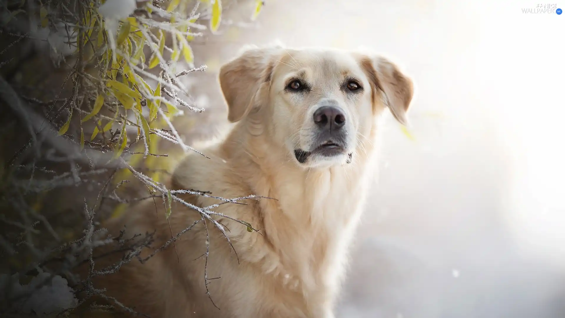 muzzle, dog, leaves, White frost, Twigs, Golden Retriever