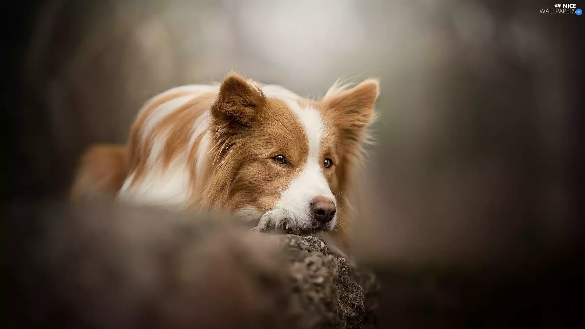 dog, muzzle, Rocks, Border Collie