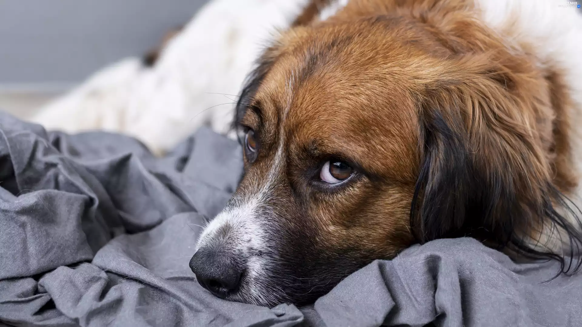 The look, dog, muzzle