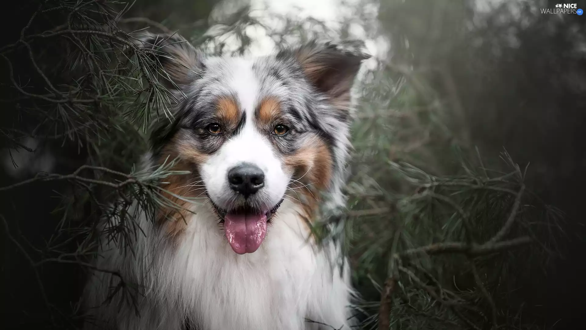 dog, muzzle, Twigs, Australian Shepherd