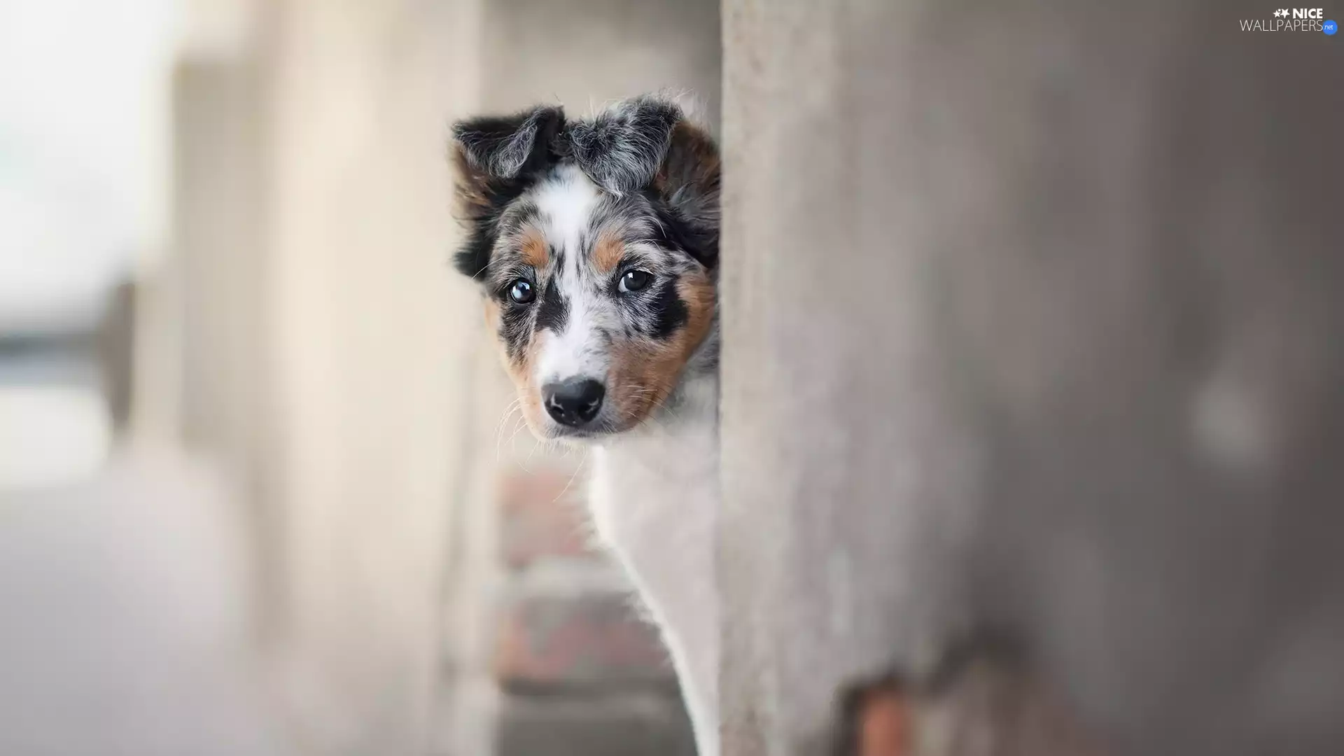 Puppy, muzzle, wall, Border Collie