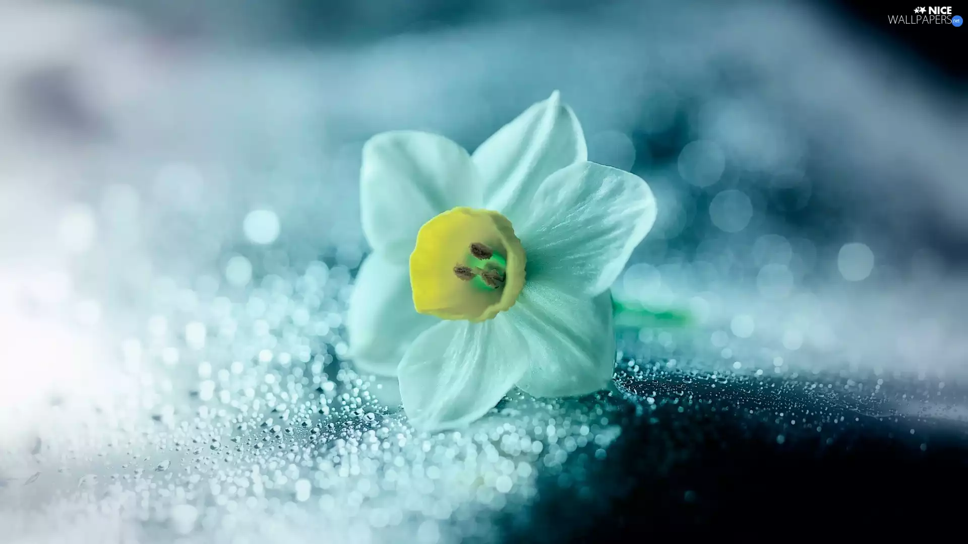 Close, Colourfull Flowers, narcissus