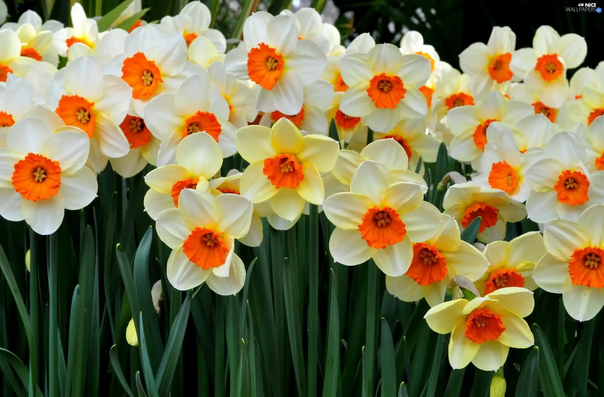 Flowers, narcissus