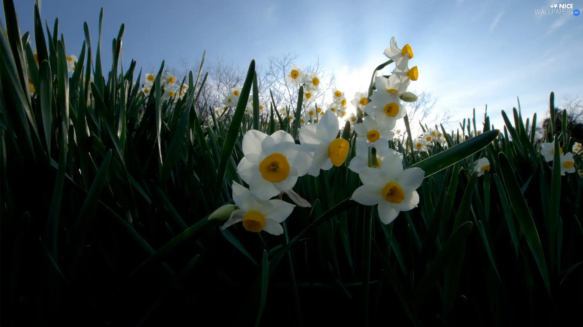 grass, narcissus