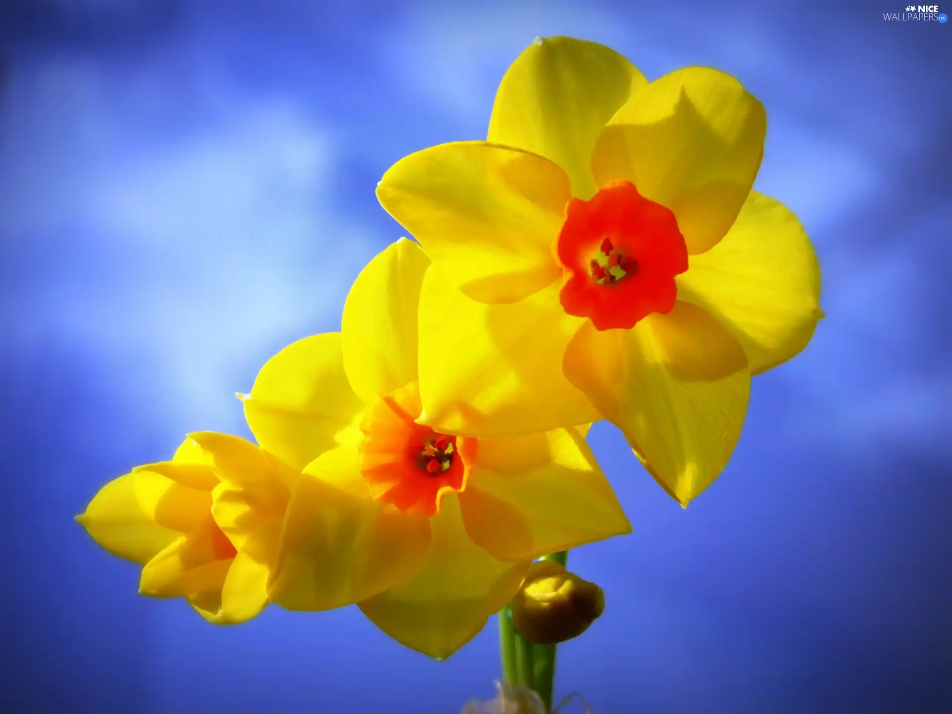 Yellow, narcissus