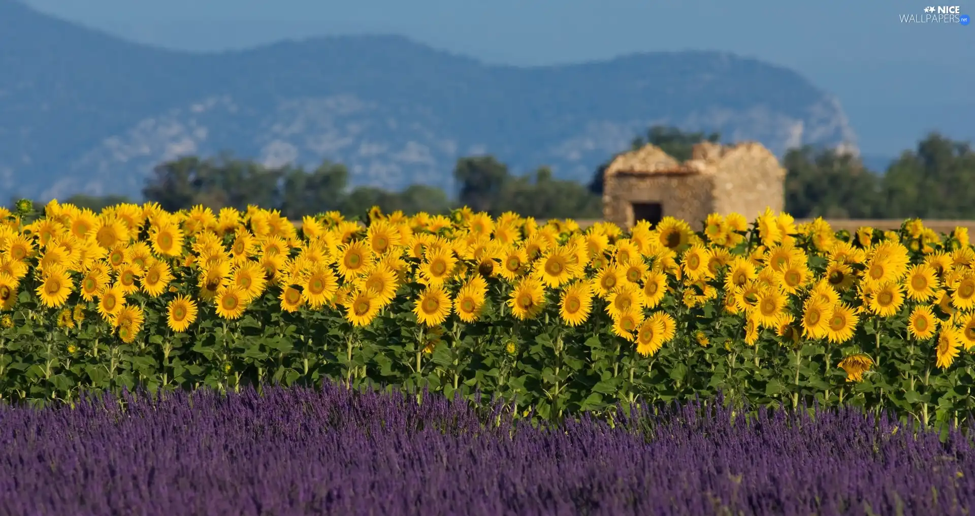 Nice sunflowers, Narrow-Leaf Lavender