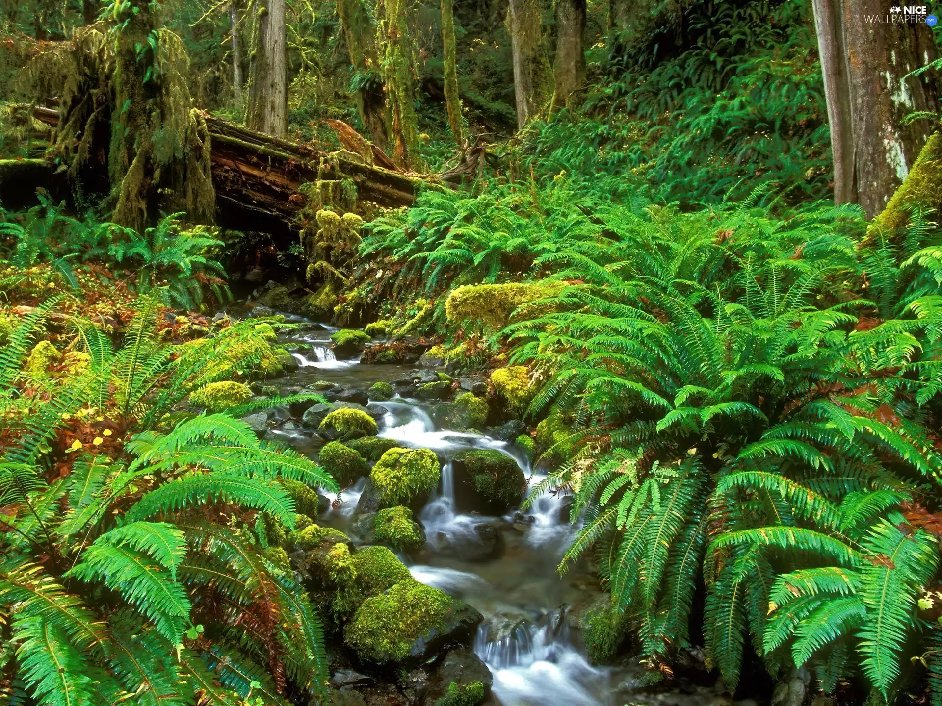 stream, forest, thicket, narrow, Green, Ferns, trees