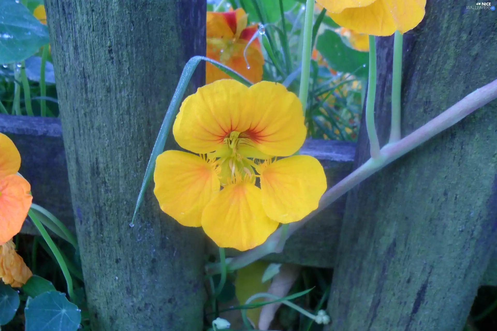 Yellow, nasturtium, Fance, Colourfull Flowers
