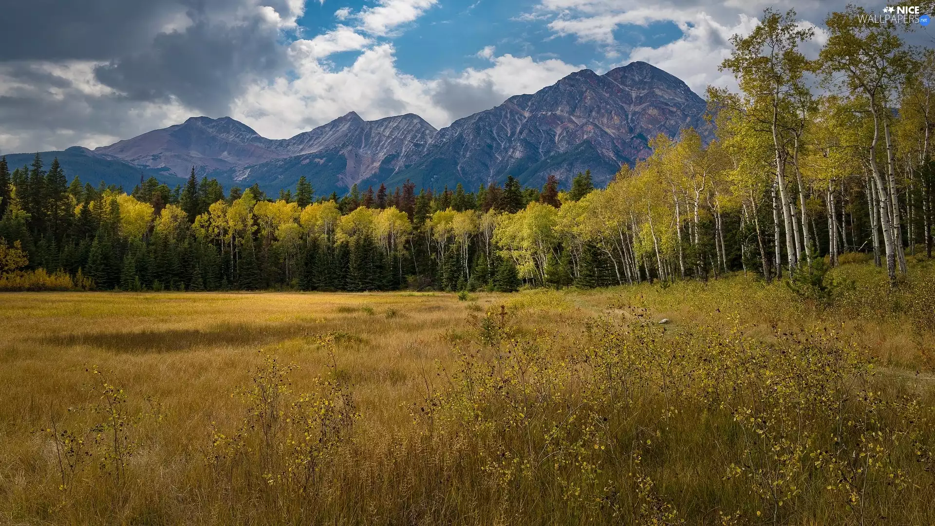 Mountains, trees, birch, Alberta, Meadow, Mountains, viewes, Canada, Jasper National Park, grass
