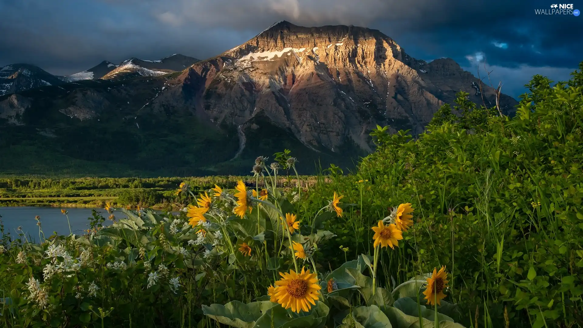 lake, mountains, clouds, Yellow, Alberta, Canada, Flowers, Waterton Lakes National Park, White