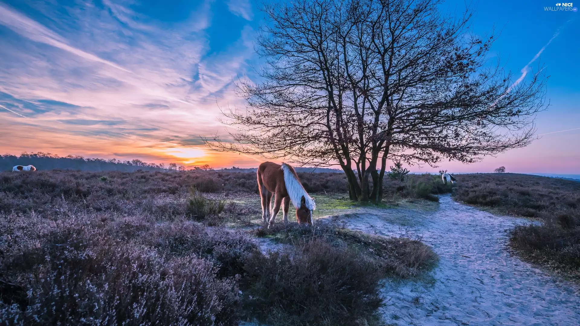 heathers, trees, Netherlands, bloodstock, Province of Gelderland, heath, Veluwezoom National Park, Sunrise