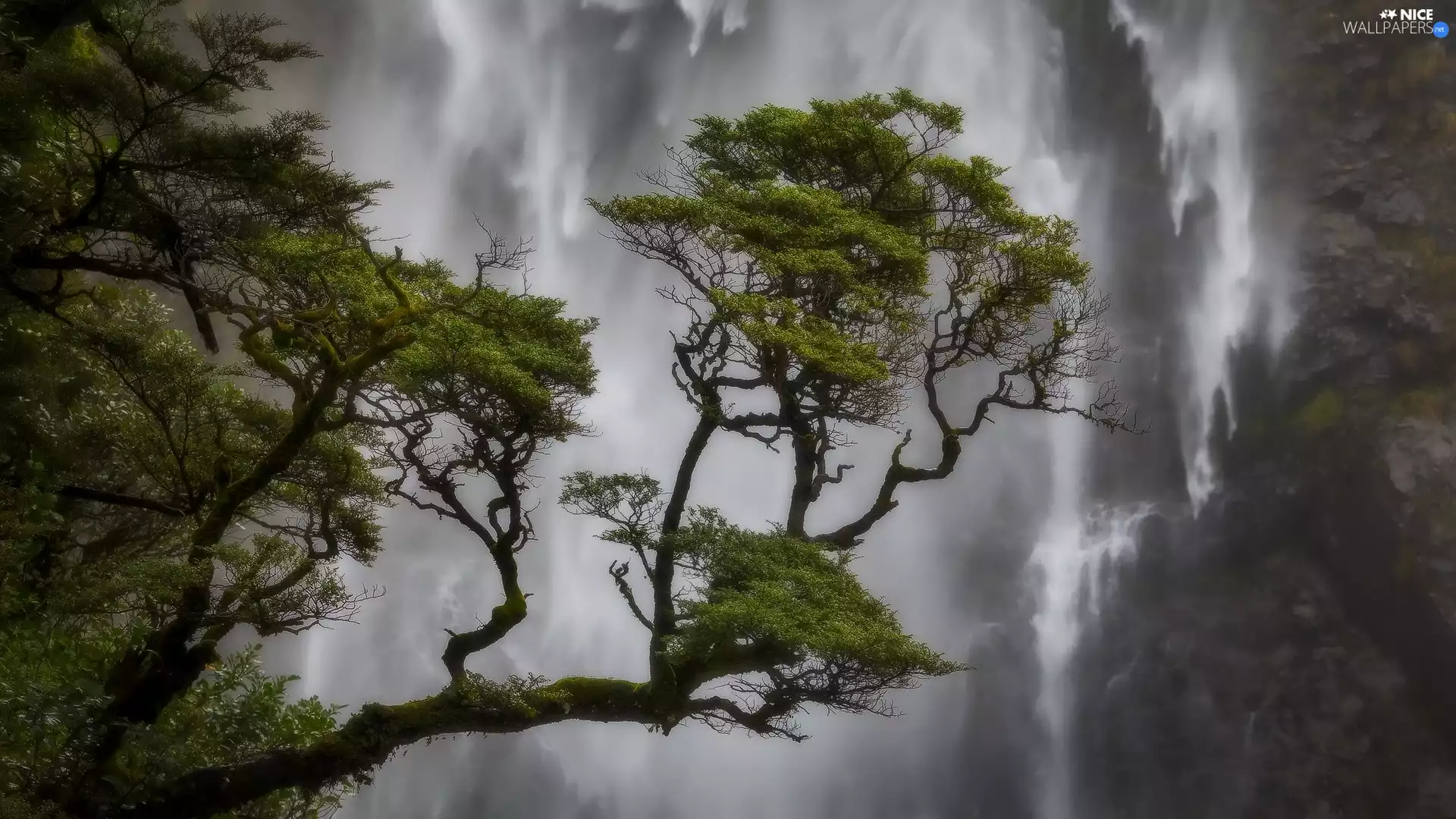 Devils Punch Bowl Falls, Arthurs Pass National Park, New Zeland, pine