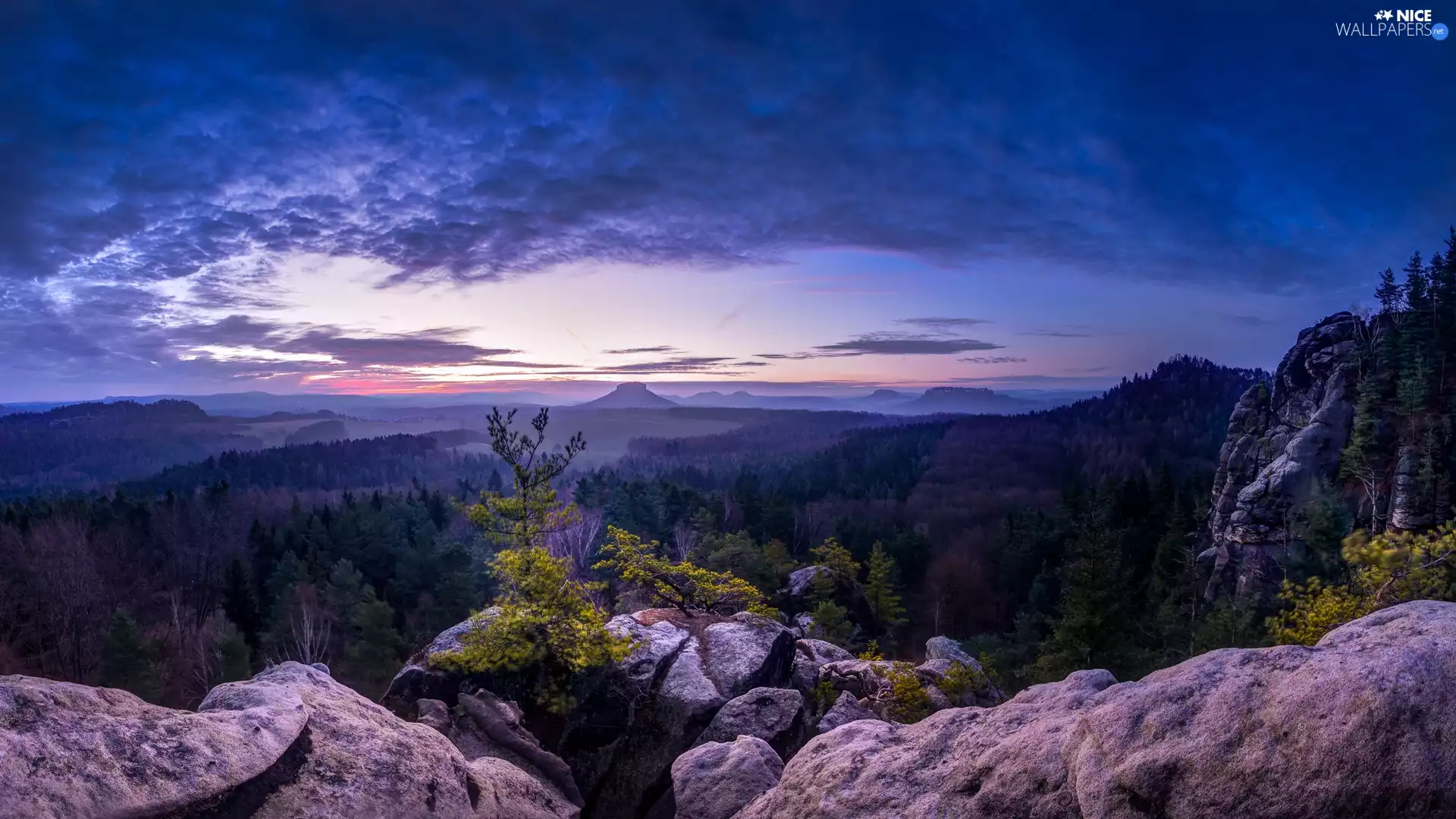 trees, Sunrise, pine, rocks, Saxon Switzerland National Park, Děčínská vrchovina, Germany