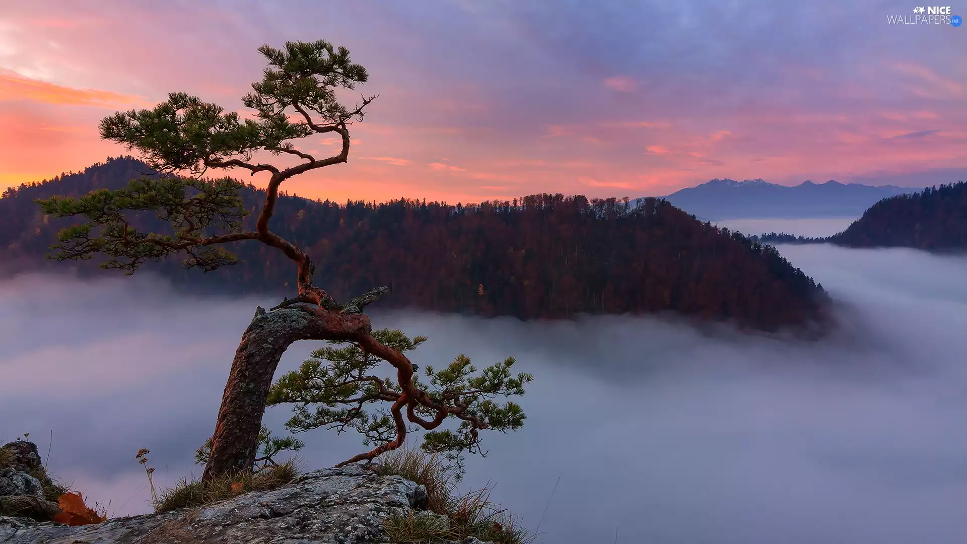 mount, Sunrise, Pieniny National Park, Sokolica, rocks, Fog, pine, Pieniny, Mountains, trees, Poland