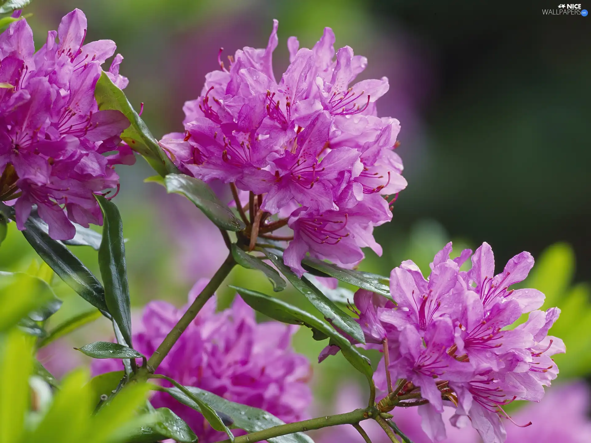 Scotland, rhododendron, National Wildlife Refuge